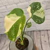Monstera Thai Constellation Live Plant - Rare Variegated Indoor Houseplant - Image 1