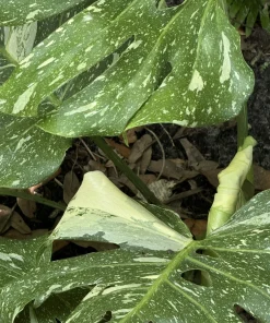 Monstera Thai Constellation Live Plant – Variegated Swiss Cheese Plant – Indoor Houseplant - Image 2