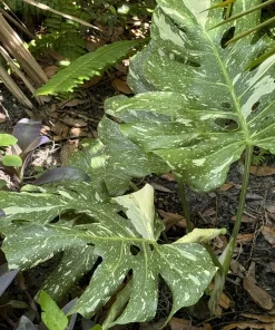 Monstera Thai Constellation Live Plant – Variegated Swiss Cheese Plant – Indoor Houseplant - Image 3