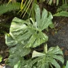 Monstera Thai Constellation Live Plant – Variegated Swiss Cheese Plant – Indoor Houseplant - Image 1