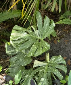 Monstera Thai Constellation Live Plant – Variegated Swiss Cheese Plant – Indoor Houseplant - Image 1