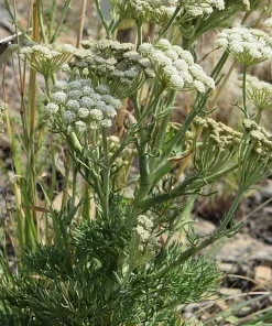 Moon Carrot Live Plant - Seseli gummiferum - 3.5 Inch Pot, Zones 5-9 - Image 2