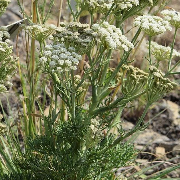 Moon Carrot Live Plant - Seseli gummiferum - 3.5 Inch Pot, Zones 5-9 - Image 2