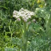 Moon Carrot Live Plant - Seseli gummiferum - 3.5 Inch Pot, Zones 5-9 - Image 1