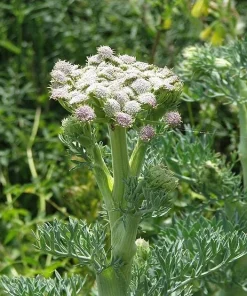 Moon Carrot Live Plant - Seseli gummiferum - 3.5 Inch Pot, Zones 5-9 - Image 1