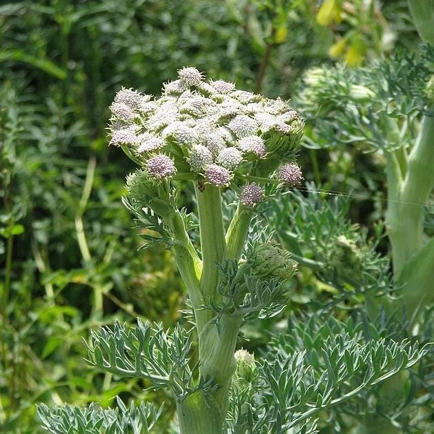 Moon Carrot Live Plant - Seseli gummiferum - 3.5 Inch Pot, Zones 5-9 - Image 1