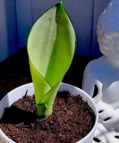 Moonshine Snake Plant Live Houseplant - Sansevieria 'Moonshine' Potted - Image 2