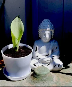 Moonshine Snake Plant Live Houseplant - Sansevieria 'Moonshine' Potted - Image 3