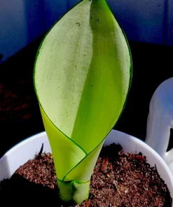 Moonshine Snake Plant Live Houseplant - Sansevieria 'Moonshine' Potted - Image 4