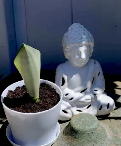 Moonshine Snake Plant Live Houseplant - Sansevieria 'Moonshine' Potted - Image 5