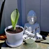 Moonshine Snake Plant Live Houseplant - Sansevieria 'Moonshine' Potted - Image 1