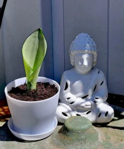 Moonshine Snake Plant Live Houseplant - Sansevieria 'Moonshine' Potted - Image 1