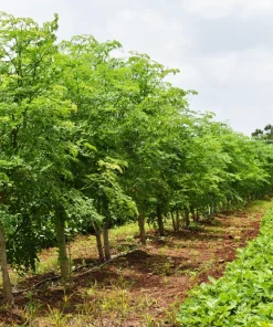 Moringa Oleifera Drumstick Tree Seeds - 10 Count - White Flowering Miracle Tree - Image 2