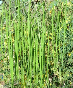 Moringa Oleifera Drumstick Tree Seeds - 10 Count - White Flowering Miracle Tree - Image 3