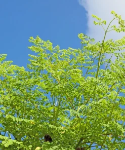 Moringa Oleifera Drumstick Tree Seeds - 10 Count - White Flowering Miracle Tree - Image 8