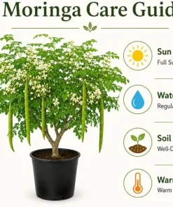 Moringa Oleifera Live Plant 1-2 Ft Tall in 1 Gallon Pot - Drumstick Tree - Image 3