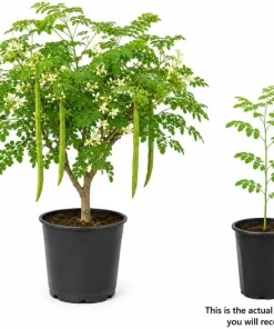Moringa Oleifera Live Plant 1-2 Ft Tall in 1 Gallon Pot - Drumstick Tree - Image 4