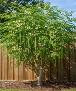 Moringa Oleifera Live Plant 1-2 Ft Tall in 1 Gallon Pot - Drumstick Tree - Image 5