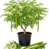 Moringa Oleifera Live Plant 1-2 Ft Tall in 1 Gallon Pot - Drumstick Tree - Image 1