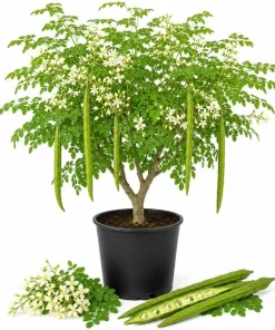 Moringa Oleifera Live Plant 1-2 Ft Tall in 1 Gallon Pot - Drumstick Tree - Image 1
