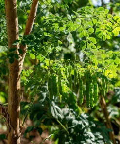 Moringa Seeds - 10 Count - Superfood Tree Seeds for Home Garden - Image 2