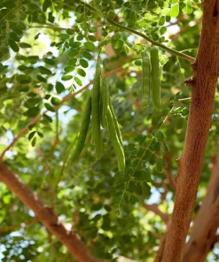 Moringa Seeds - 10 Count - Superfood Tree Seeds for Home Garden - Image 3