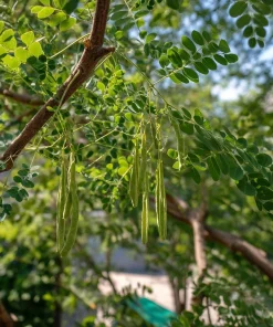 Moringa Seeds - 10 Count - Superfood Tree Seeds for Home Garden - Image 4