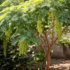 Moringa Seeds - 10 Count - Superfood Tree Seeds for Home Garden - Image 1
