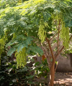 Moringa Seeds - 10 Count - Superfood Tree Seeds for Home Garden - Image 1