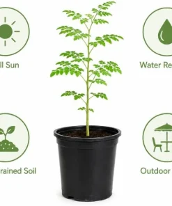 Moringa Tree Live Plant – Oleifera Drumstick Tree – 1 Gallon Pot – 1 to 2 Ft Tall – Outdoor Garden - Image 3