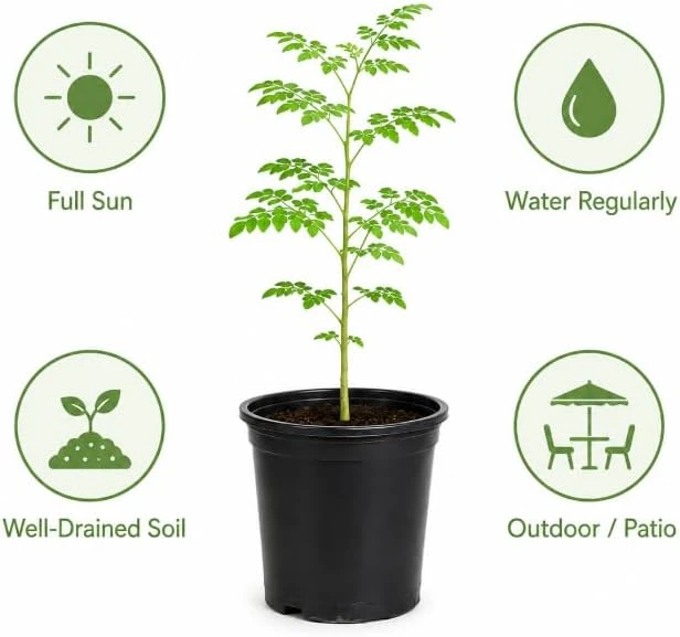 Moringa Tree Live Plant – Oleifera Drumstick Tree – 1 Gallon Pot – 1 to 2 Ft Tall – Outdoor Garden - Image 3