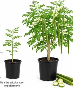 Moringa Tree Live Plant – Oleifera Drumstick Tree – 1 Gallon Pot – 1 to 2 Ft Tall – Outdoor Garden - Image 4