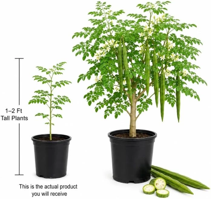 Moringa Tree Live Plant – Oleifera Drumstick Tree – 1 Gallon Pot – 1 to 2 Ft Tall – Outdoor Garden - Image 4