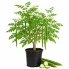 Moringa Tree Live Plant – Oleifera Drumstick Tree – 1 Gallon Pot – 1 to 2 Ft Tall – Outdoor Garden - Image 1