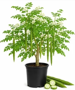 Moringa Tree Live Plant – Oleifera Drumstick Tree – 1 Gallon Pot – 1 to 2 Ft Tall – Outdoor Garden - Image 1
