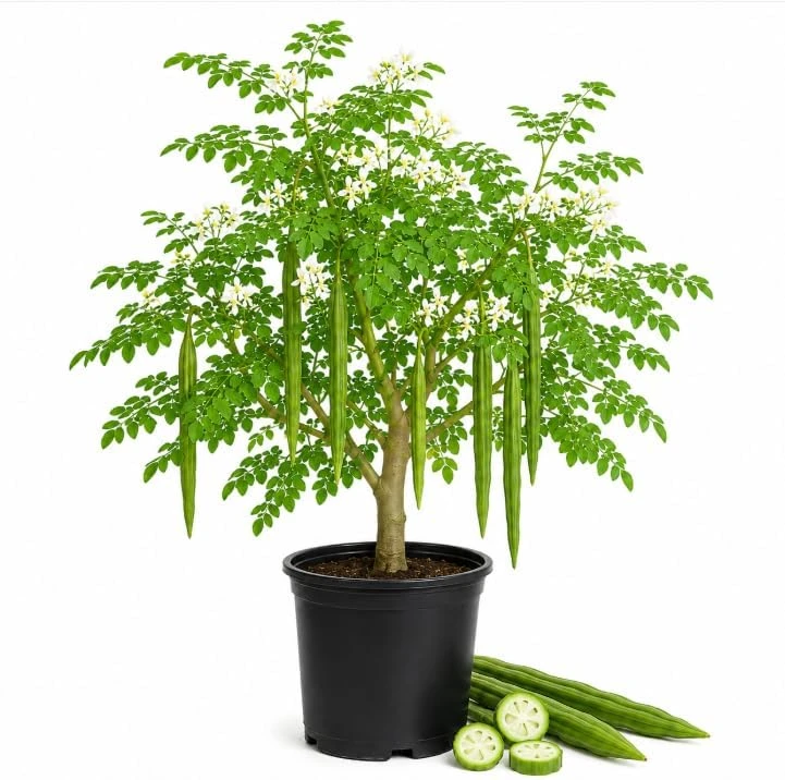 Moringa Tree Live Plant – Oleifera Drumstick Tree – 1 Gallon Pot – 1 to 2 Ft Tall – Outdoor Garden - Image 1