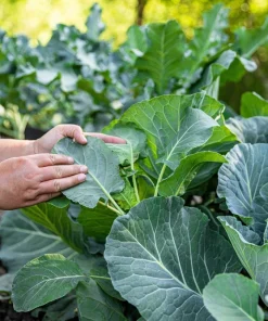 Morris Heading Collard Green Vegetable Seeds - 1500 Seeds - Annual - Brassica Oleracea - Image 2