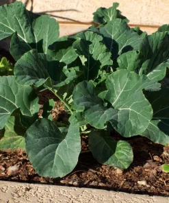 Morris Heading Collard Green Vegetable Seeds - 1500 Seeds - Annual - Brassica Oleracea - Image 4