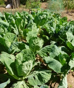 Morris Heading Collard Green Vegetable Seeds - 1500 Seeds - Annual - Brassica Oleracea - Image 5