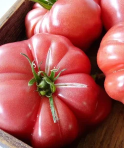 Mortgage Lifter Tomato Seeds – 30 Heirloom Large Beefsteak Tomato Seeds - Image 2