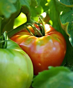 Mortgage Lifter Tomato Seeds – 30 Heirloom Large Beefsteak Tomato Seeds - Image 3