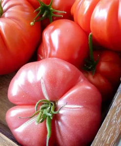 Mortgage Lifter Tomato Seeds – 30 Heirloom Large Beefsteak Tomato Seeds - Image 4