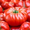 Mortgage Lifter Tomato Seeds – 30 Heirloom Large Beefsteak Tomato Seeds - Image 1