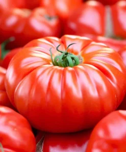 Mortgage Lifter Tomato Seeds – 30 Heirloom Large Beefsteak Tomato Seeds - Image 1