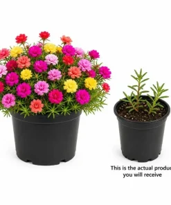 Moss Rose Live Plants, 2 Pack, 3-5 Inch Tall, Random Color Blooms, Ground Cover - Image 2
