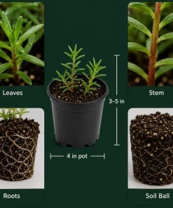 Moss Rose Live Plants, 2 Pack, 3-5 Inch Tall, Random Color Blooms, Ground Cover - Image 4