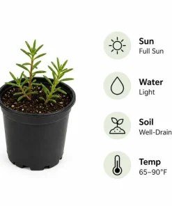 Moss Rose Live Plants, 2 Pack, 3-5 Inch Tall, Random Color Blooms, Ground Cover - Image 6