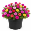 Moss Rose Live Plants, 2 Pack, 3-5 Inch Tall, Random Color Blooms, Ground Cover - Image 1