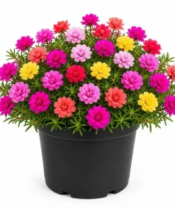 Moss Rose Live Plants, 2 Pack, 3-5 Inch Tall, Random Color Blooms, Ground Cover - Image 1