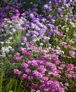 Moss Verbena Seeds - 400 Count - Verbena Tenuisecta Groundcover - Image 2